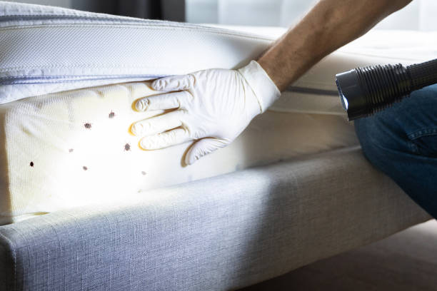Best Termite Control Services  in Lexington, MO