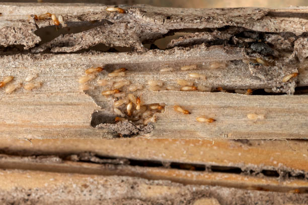 Best Ant Control Services  in Lexington, MO