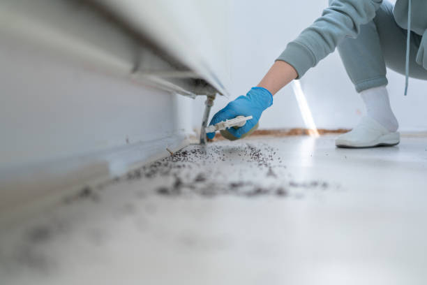 Best Wasp Removal Services  in Lexington, MO